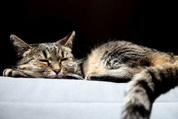 Sleeping cat. Cute tabby cat lying on grey textile couch at home. Background, copy space.