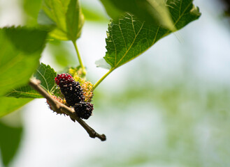 Obraz premium An image of ripe mulberries fruit purple color from a mulberry tree from the garden for an ingredient jam cooking a tasty sweet and delicious.