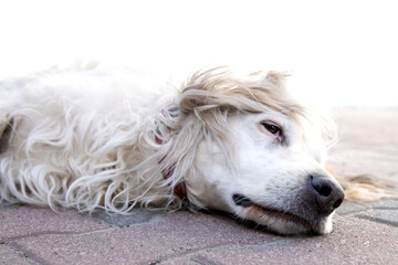 Irish red and white setter dog in close-up, lying on the floor. Dog lying outside in the yard.