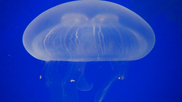 Macro close up of white dangerous Jellyfish swimming underwater in ocean - (Medusozoa)