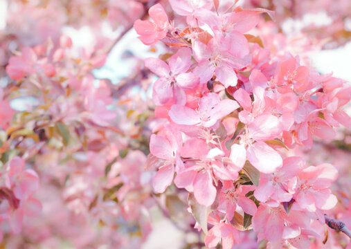 Selective focus flowering cherry tree branch with pink flowers on blurred pink and green background with leaves bokeh. Trendy neutral light floral nature spring blossom design copy space