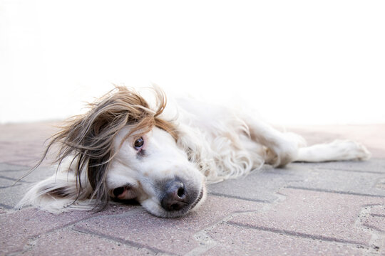 Irish red and white setter dog in close-up, lying on the floor. Dog lying outside in the yard.