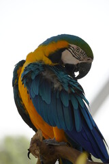 Colorful parrot at a zoo