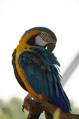 Colorful parrot at a zoo