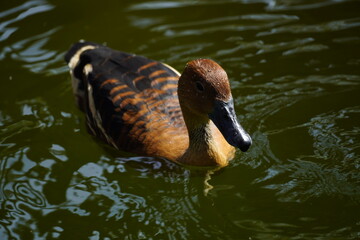 Duck on water 