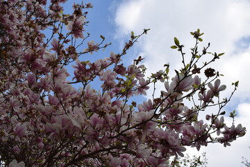 blühender Magnolienbaum