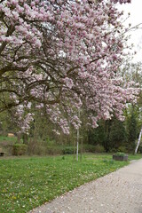 Magnolienbaum am Park