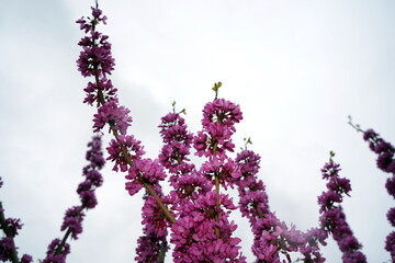 Cercis chinensis