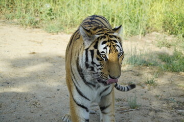 Tiger in his natural environment 