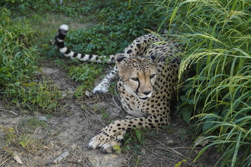 Cheetah in the Dubai Safari Park 