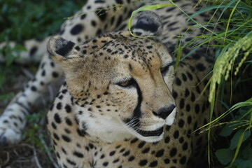 Cheetah in the Dubai Safari Park 