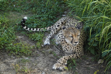 Cheetah in the Dubai Safari Park 