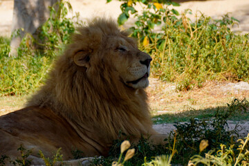 The kind of the jungle , relaxing in the Dubai Safari Park 