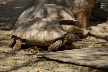 Fototapeta premium Amazing Giant turtle at Dubai Safari Park