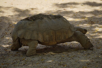 Amazing Giant turtle at Dubai Safari Park
