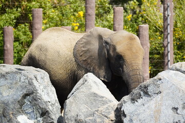 Fototapeta premium Close-up of an elephant in Dubai Safari Park