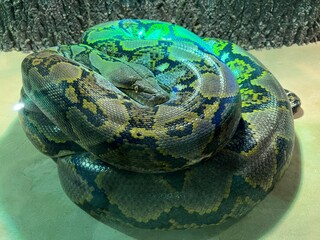 Snake in an aquarium 