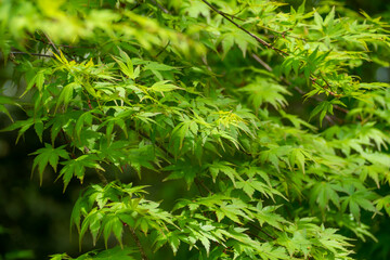 新緑が美しいモミジの葉