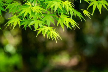 新緑が美しいモミジの葉