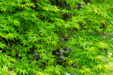 新緑が美しいモミジの葉