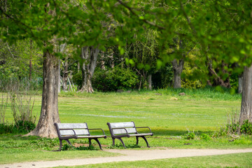 新緑の自然あふれる公園とベンチ