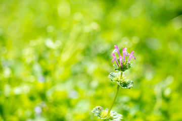 新緑の草原に咲くホトケノザ