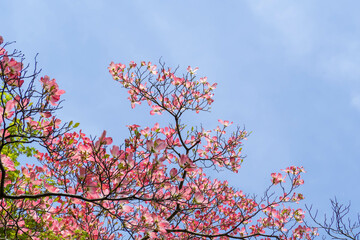 ピンクのハナミズキの花