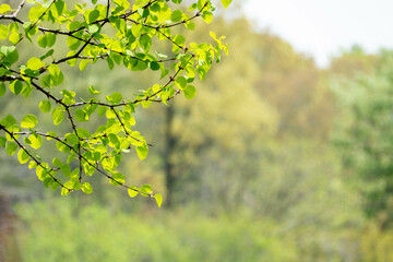 青々とした新緑の葉