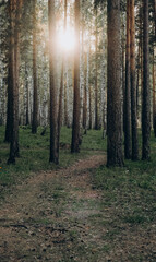 beautiful Siberian forest in summer