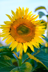 Beautiful summer sunflowers in the field