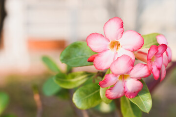 Obraz premium pink azalea flowers in the garden