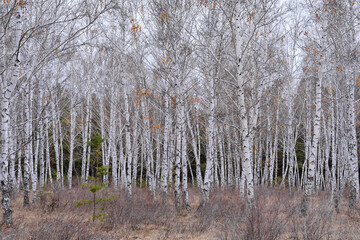 Autumn birch forest, nature and trees.