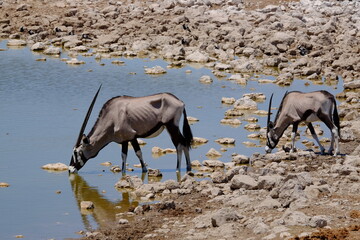 Obraz premium Oryx drinking at a waterhole in Namibia, Africa