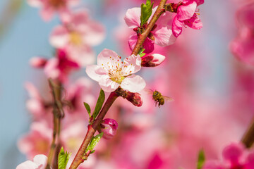 Fototapeta na wymiar Blooming pink flowers and peach trees in the orchard.