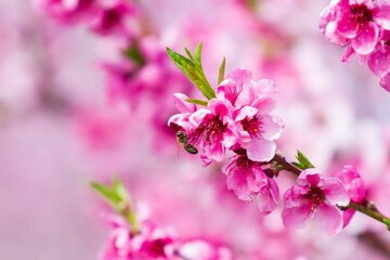 Blooming pink flowers and peach trees in the orchard.