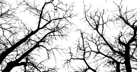 Realistic tree branches silhouette Bare tree branches. Vector illustration