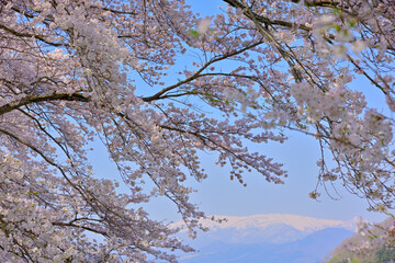 春の船岡城址公園と一目千本桜
