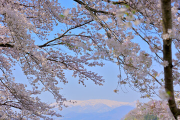 春の船岡城址公園と一目千本桜
