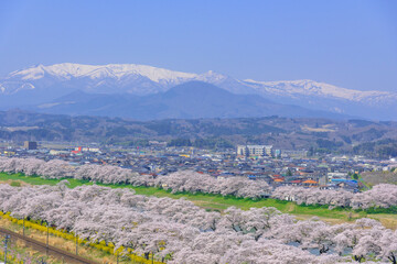 春の船岡城址公園と一目千本桜
