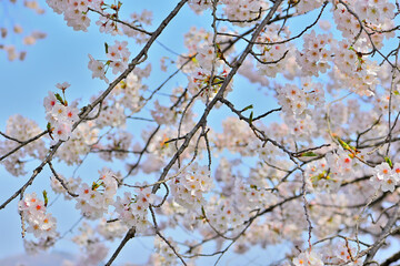 春の船岡城址公園と一目千本桜
