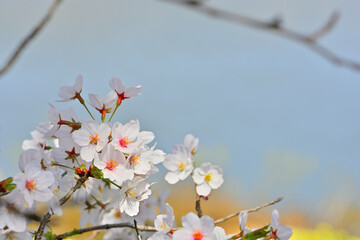 春の船岡城址公園と一目千本桜
