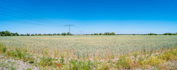 Panoramic view over beautiful yellow wheat farm landscape, poppies flowers, power lines, wind turbines to produce green energy in Germany, Summer, at sunny day and blue sky.