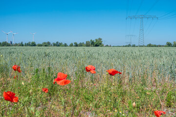View over beautiful green wheat farm landscape, poppies flowers, power lines, wind turbines to produce green energy in Germany, Summer, at sunny day and blue sky.