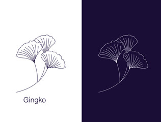 Gingko Biloba leaves and branch Nature botanical vector engraving illustration