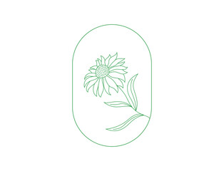 Echinacea flower, medical herbs.
Single element line art ayurvedic herb. Hand-drawn engraved sketch vector illustration. - obrazy, fototapety, plakaty