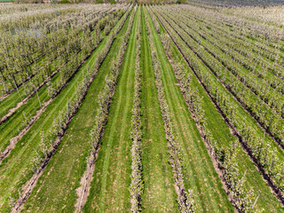 flowering of fruit trees European countryside