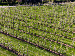 flowering of fruit trees European countryside