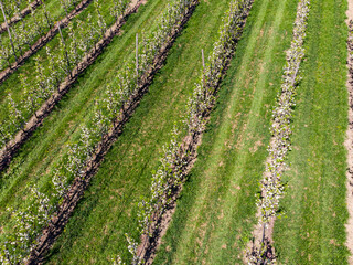flowering of fruit trees European countryside