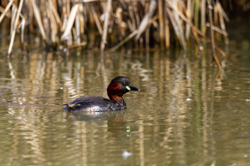 birds valleys of comacchio marshes po delta regional park italy