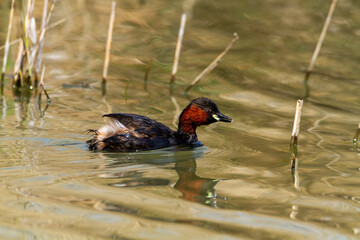 birds valleys of comacchio marshes po delta regional park italy
